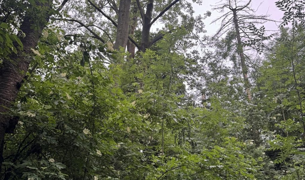 Prodej lesa 1 331 m², Skuteč – fotka 1 z 6