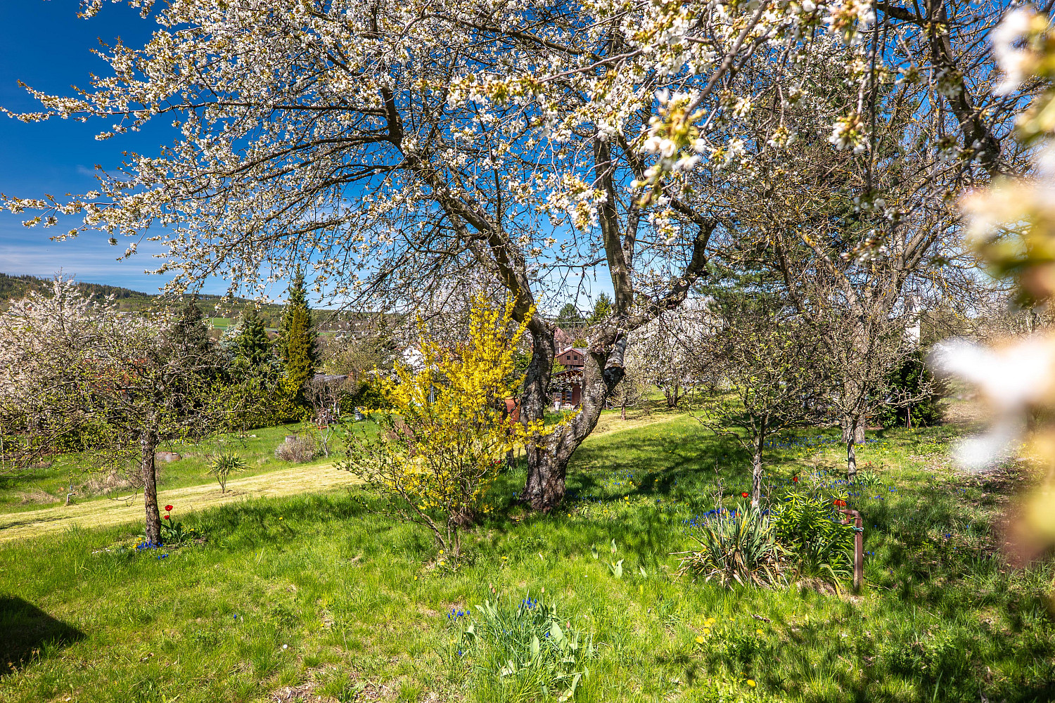 Prodej zahrady 707 m² - Widok 5