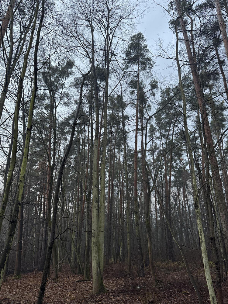 Prodej lesa 1 092 m² — photo 4