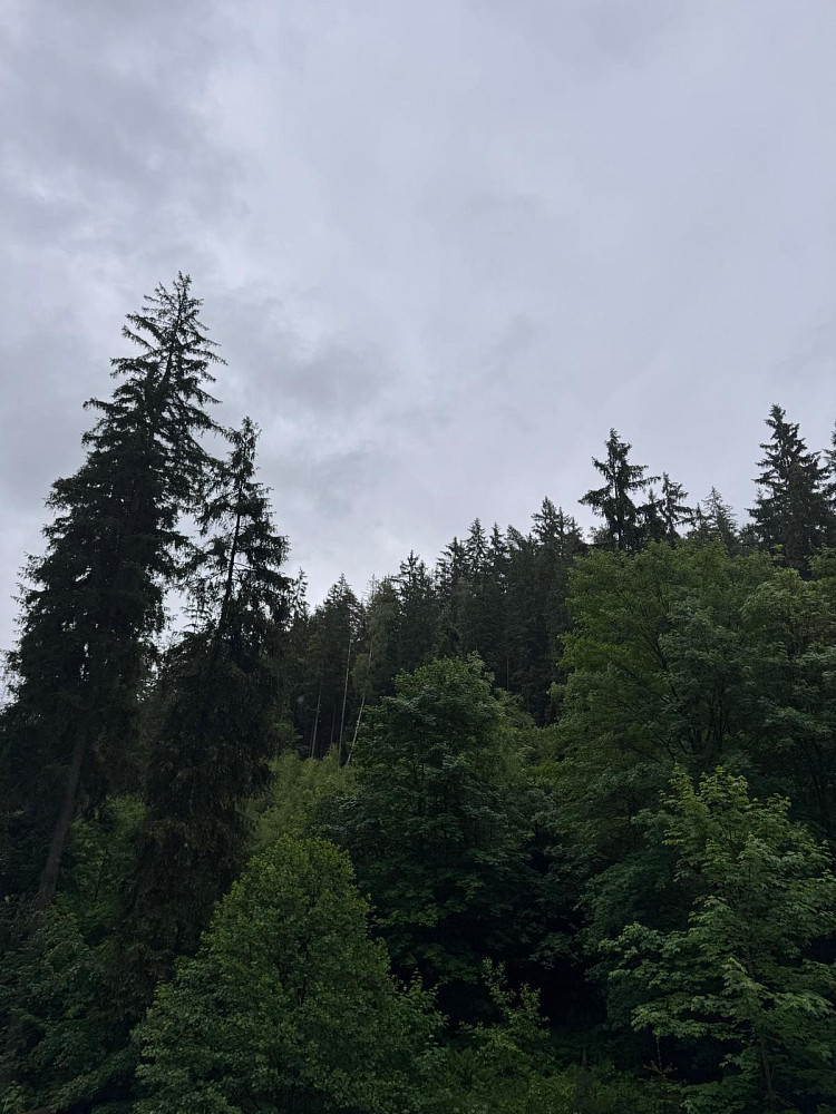 Prodej lesa 18 900 m² – fotografie 5