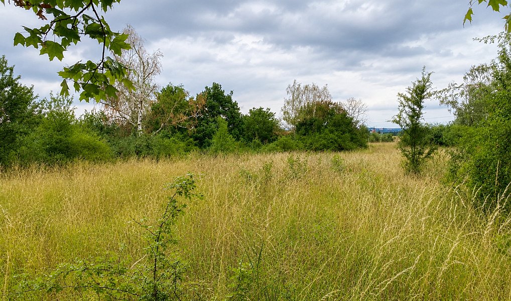 Prodej pozemku 5 606 m², Číčovice – náhled fotky 5