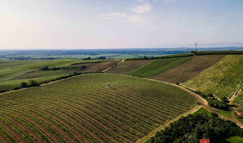 Prodej pozemku 256 256 m², Zaječí – náhled fotky 2