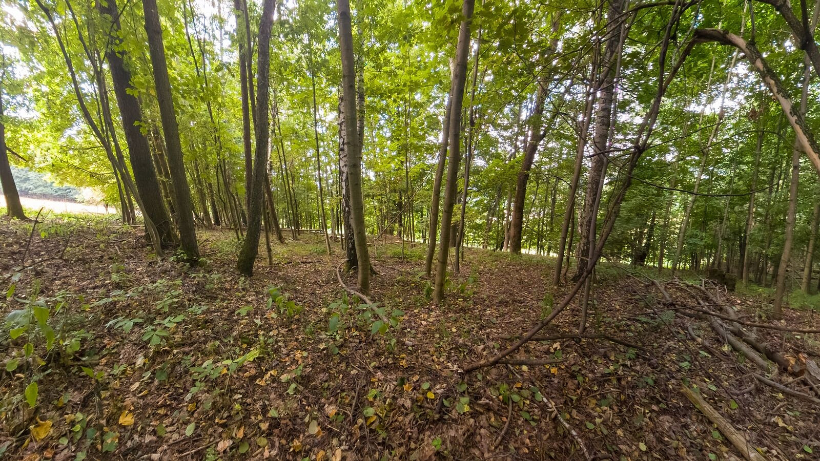Prodej lesa 1 276 m² – fotografie 4