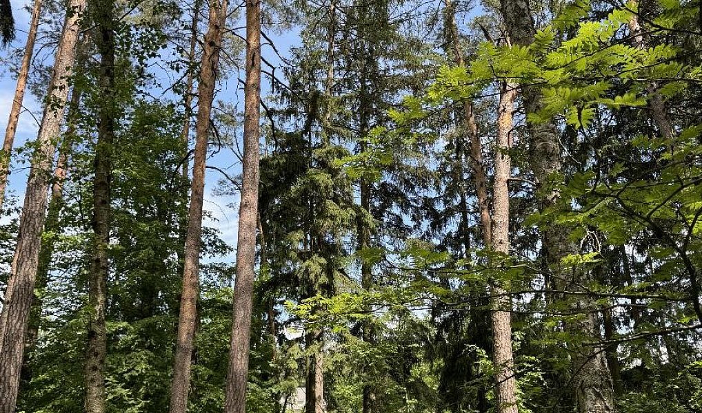 Prodej lesa 7 765 m², Úpice – náhled fotky 7