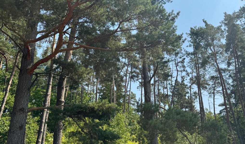 Prodej lesa 3 827 m², Krejnice – náhled fotky 6