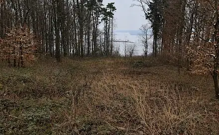 Dražba lesa 2 757 m², Kostelany, okres Kroměříž