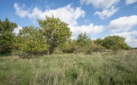 Prodej pozemku 14 896 m², Hustopeče, okres Břeclav