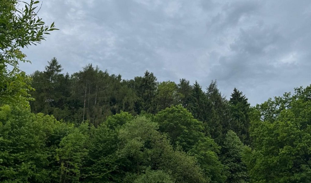 Prodej lesa 11 566 m², Kuks – náhled fotky 8