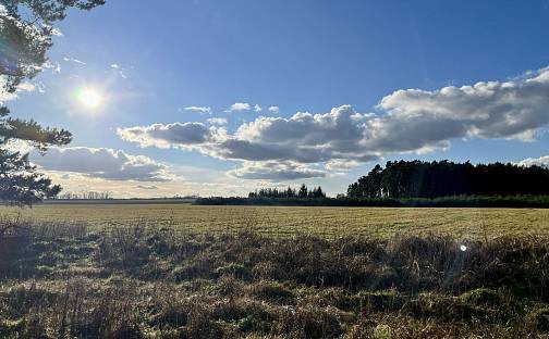 Prodej lesa 36 905 m², Březovice, okres Mladá Boleslav