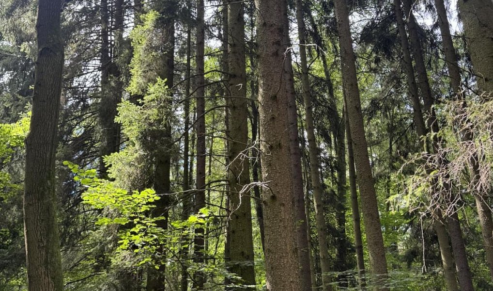 Prodej lesa, 1719 m², Kutná Hora, Zbýšov
