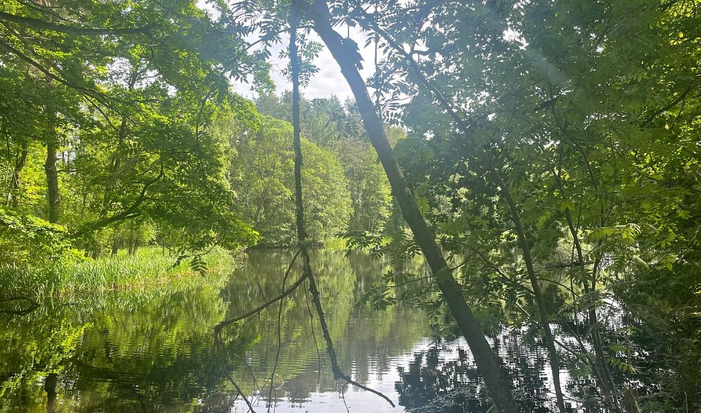 Prodej vodní plochy 130 000 m², Chlum u Třeboně – náhled fotky 2
