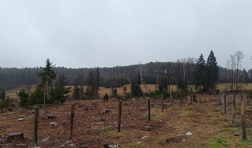 Prodej lesa 37 567 m², Vacovice – náhled fotky 3