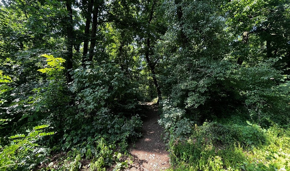 Prodej lesa 13 687 m², Zdiby – náhled fotky 3