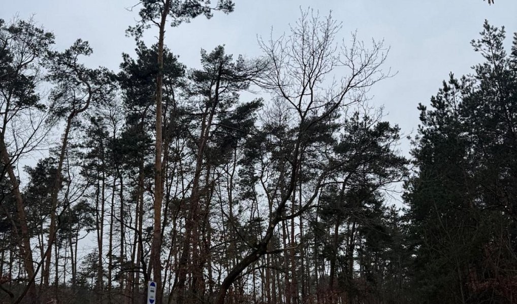 Prodej lesa 892 m², Chodouny – náhled fotky 18