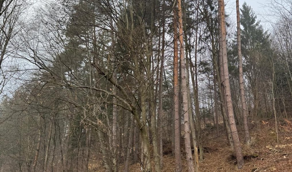 Prodej lesa 5 829 m², Malá Bystřice – náhled fotky 10
