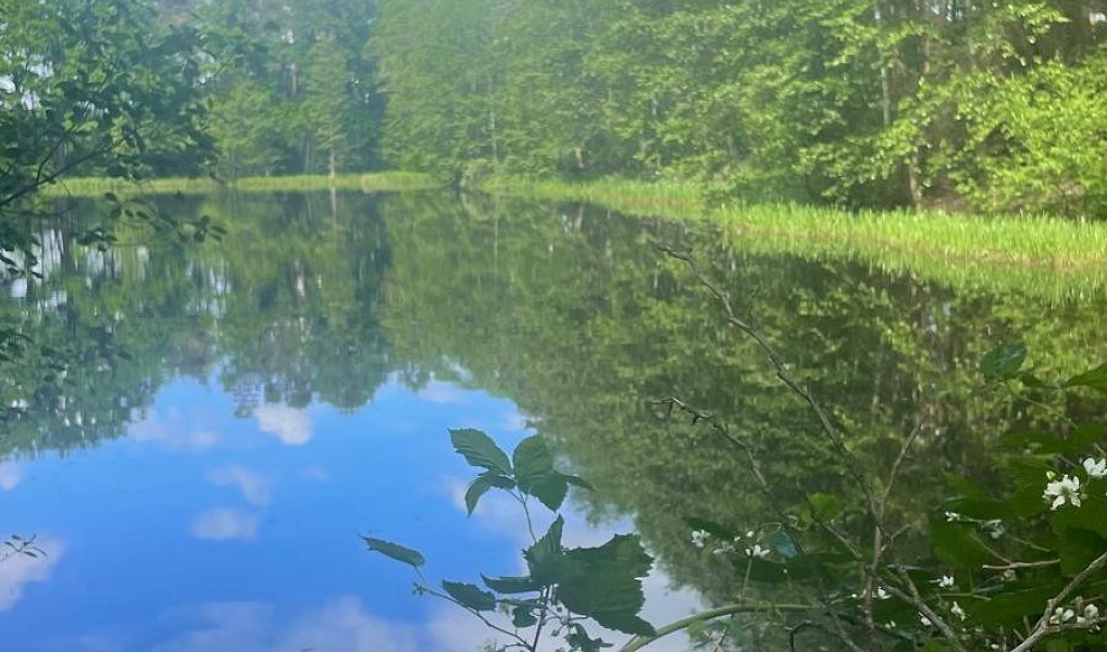 Prodej vodní plochy 130 000 m², Chlum u Třeboně – náhled fotky 8