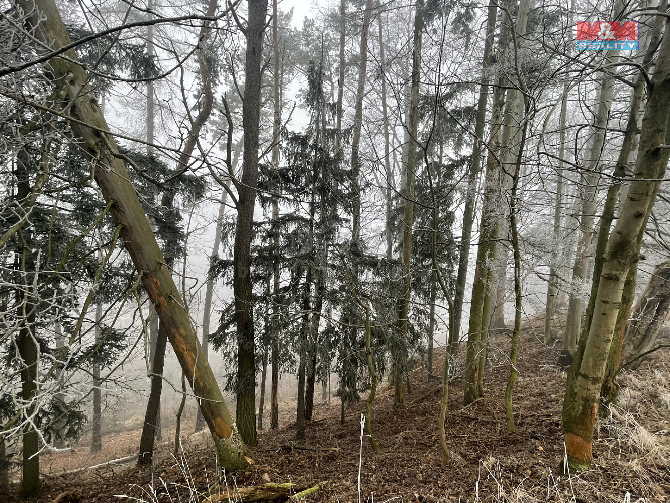Prodej lesa 20 974 m² – fotografie 2