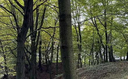 Prodej lesa 12 496 m², Rychvald - Horní Bříza