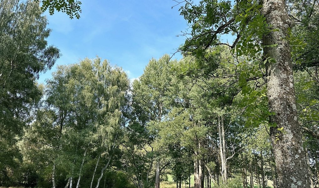 Prodej lesa 12 651 m², Dlouhý Újezd – náhled fotky 6