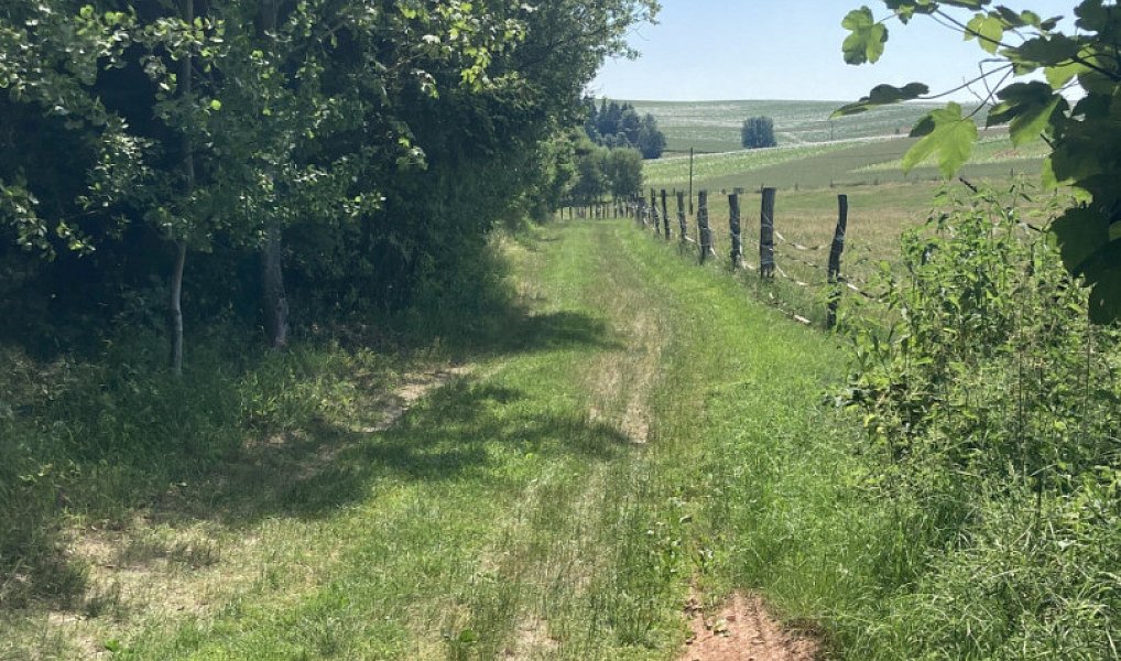 Prodej pole 3 130 m², Lomnice nad Popelkou – náhled fotky 9