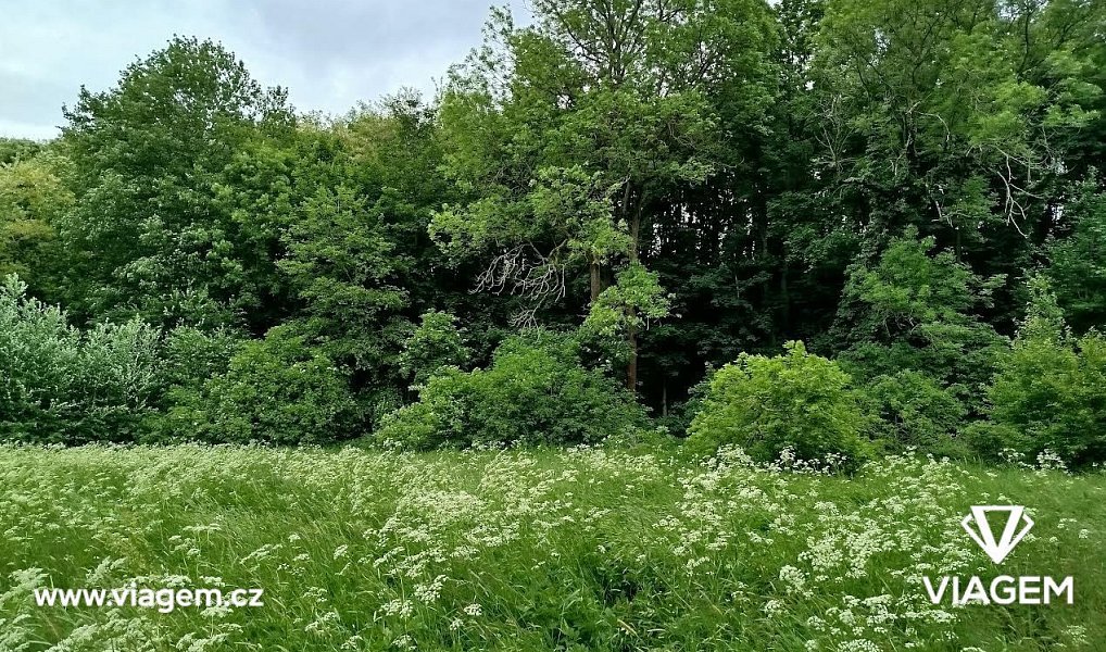 Prodej louky 2 633 m², Kolín – náhled fotky 4