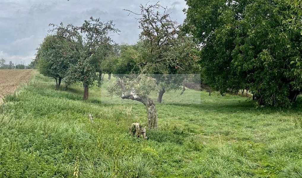 Prodej pozemku 11 900 m², Velké Všelisy – náhled fotky 28