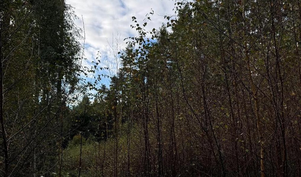 Prodej lesa 7 181 m², Ločenice – náhled fotky 7