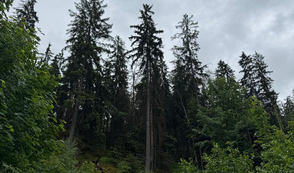 Prodej lesa 18 900 m², Loužnice – náhled fotky 2