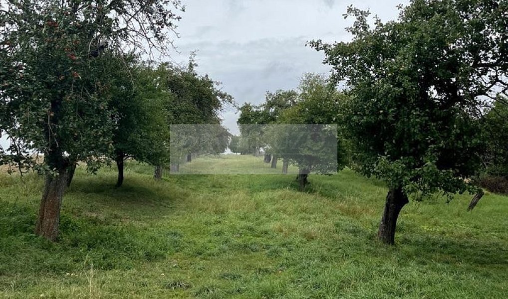 Prodej pozemku 11 900 m², Velké Všelisy – náhled fotky 9