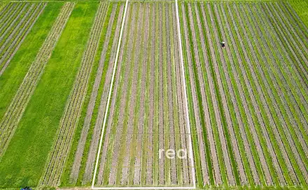 Prodej pole 4 926 m², Březí, okres Břeclav