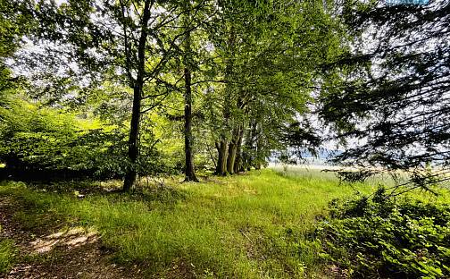Prodej lesa 1 312 m², Libchavy - Dolní Libchavy, okres Ústí nad Orlicí