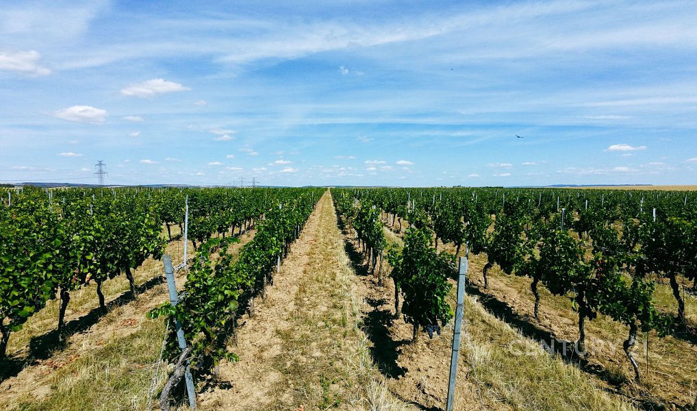 Prodej pole 48 928 m², Těšetice – náhled fotky 14