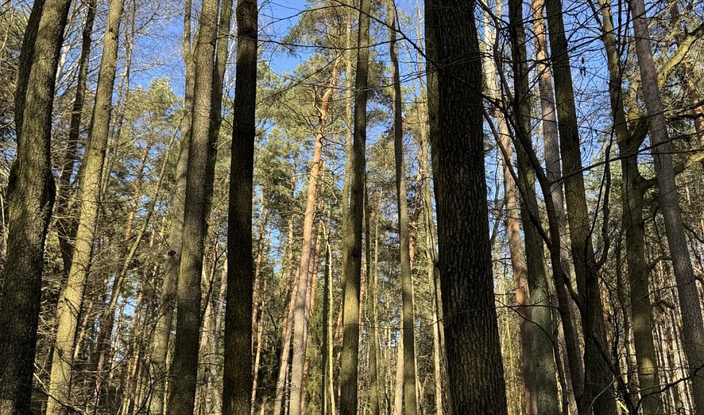 Prodej lesa 3 491 m², Vlastiboř – náhled fotky 2