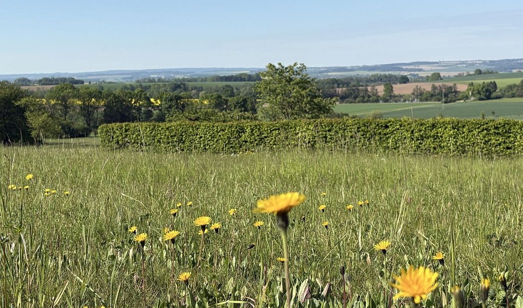 Prodej stavebního pozemku 3 521 m², Vračovice-Orlov – náhled fotky 7