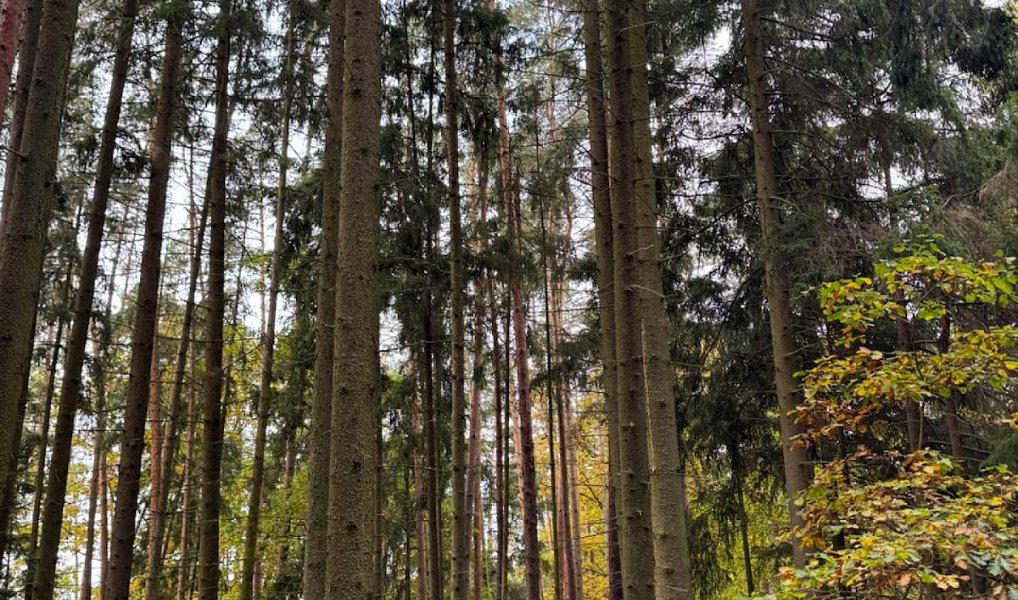 Prodej lesa 2 788 m², Chrášťany – náhled fotky 11