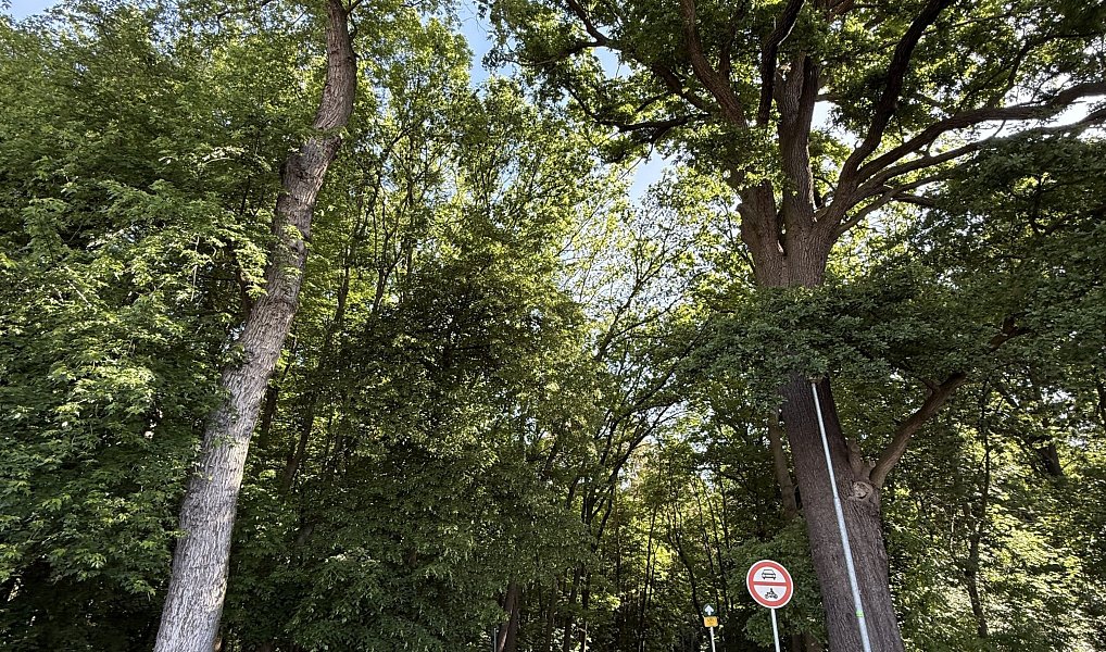 Pronájem bytu 3+kk 70 m², Pardubice – náhled fotky 17