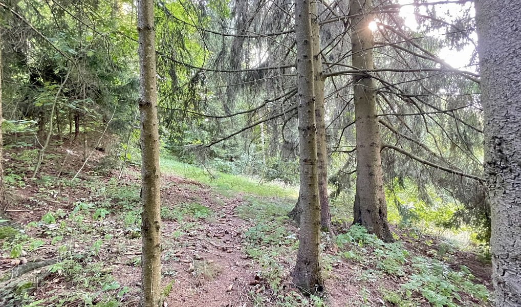 Prodej zahrady 594 m², Borová – náhled fotky 7