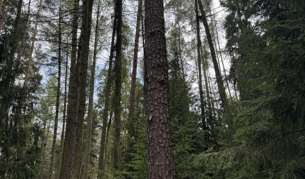 Prodej lesa 61 114 m², Dolní Podluží – náhled fotky 14