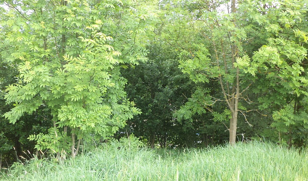 Prodej stavebního pozemku 1 135 m², Pohledy – náhled fotky 4