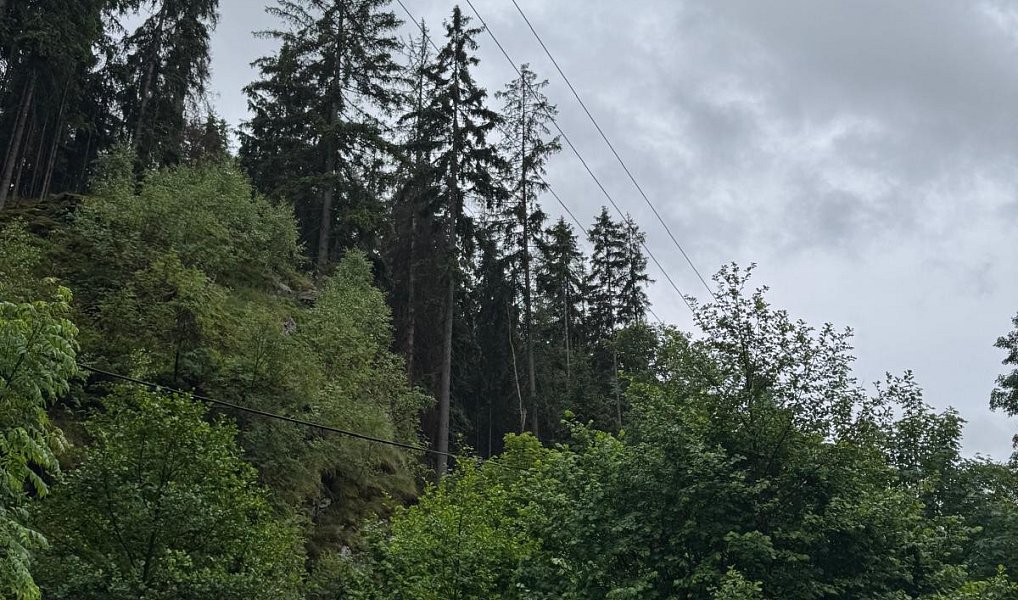 Prodej lesa 18 900 m², Loužnice – náhled fotky 3