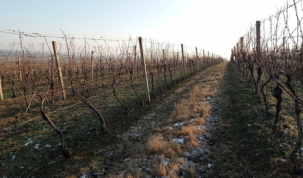 Prodej pozemku 10 093 m², Novosedly – náhled fotky 9