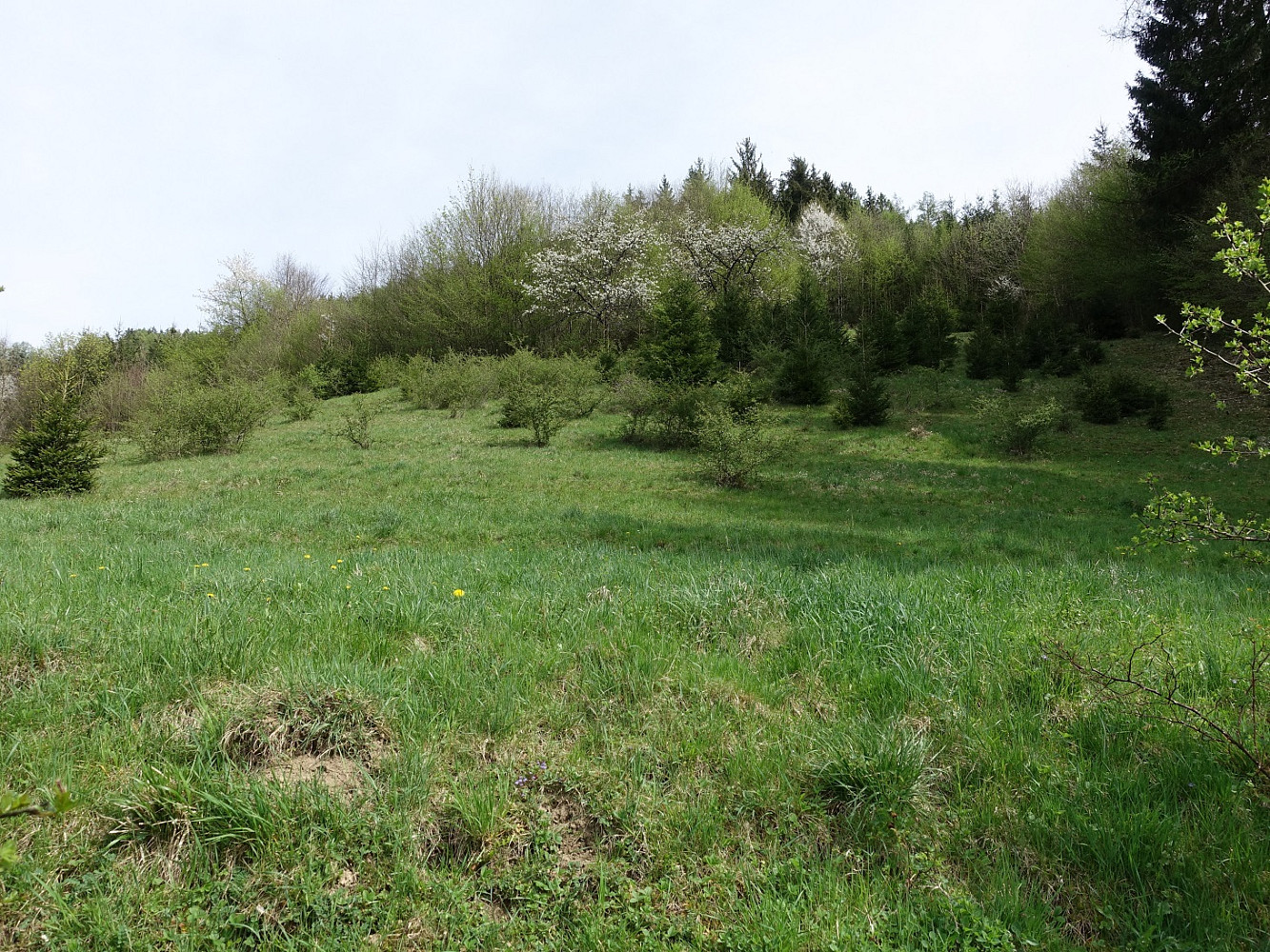 Prodej louky 7 095 m² — photo 5