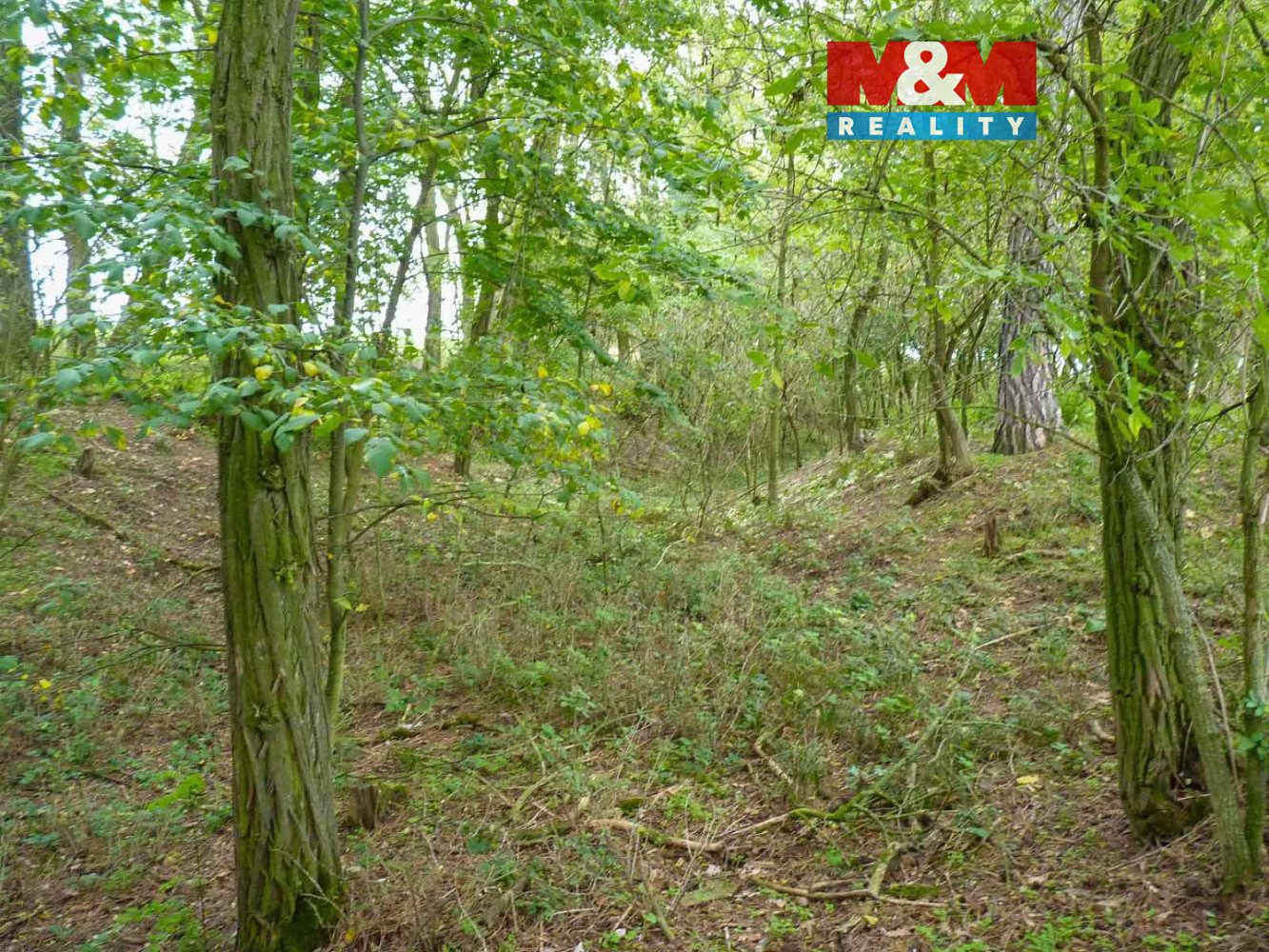Prodej lesa 675 m²