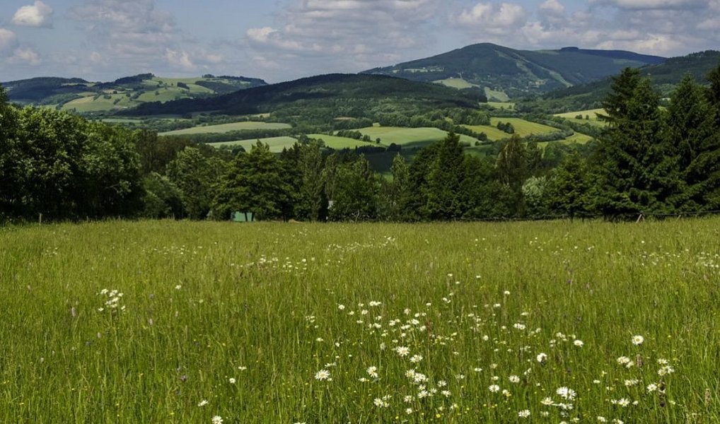 Prodej louky 4 986 m², Mladé Buky – náhled fotky 2