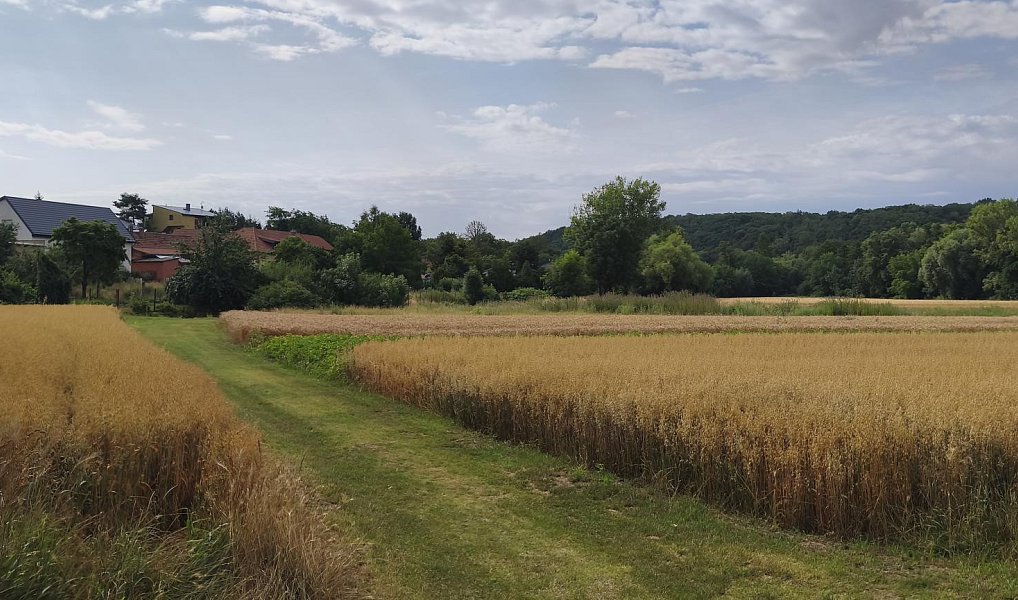 Prodej zahrady 2 079 m², Nová Ves – náhled fotky 3