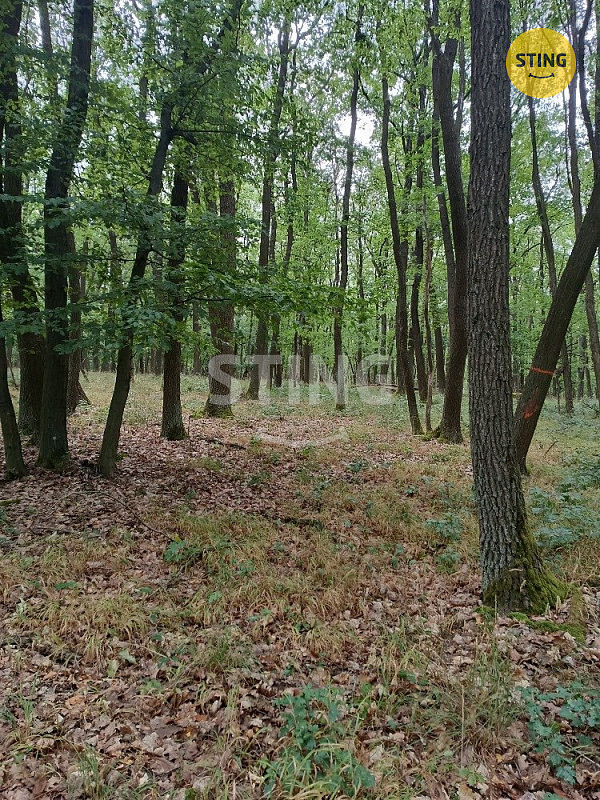 Prodej lesa 2 723 m² – fotografie 2