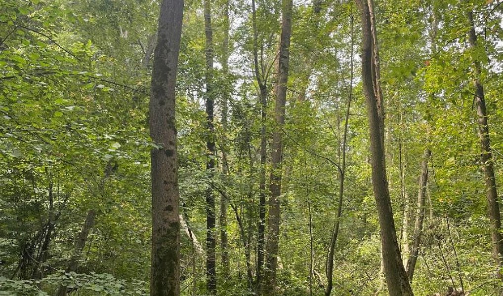 Prodej lesa 5 193 m², Vělopolí – náhled fotky 3
