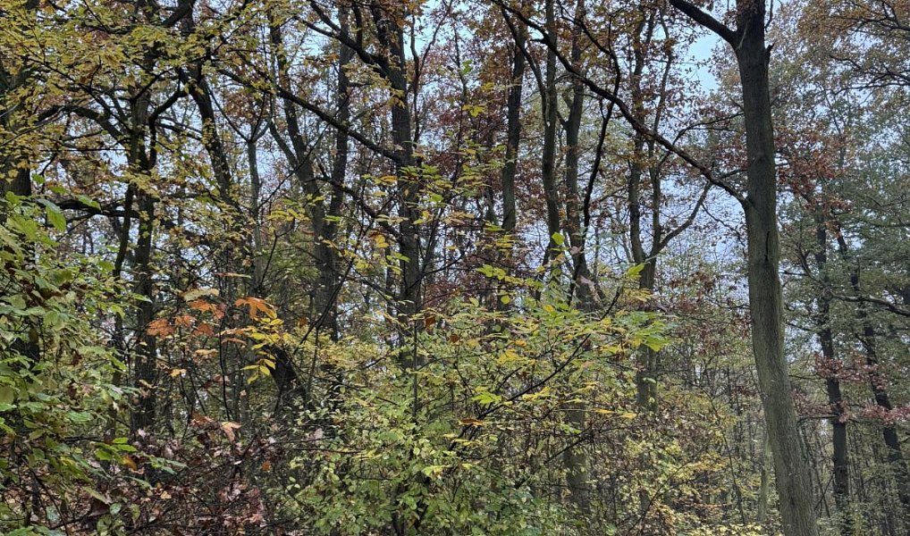 Prodej pozemku 14 747 m², Průhonice – náhled fotky 10