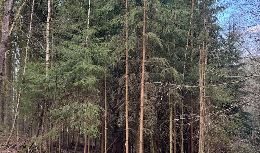 Prodej lesa 4 730 m², Suchovršice – náhled fotky 5
