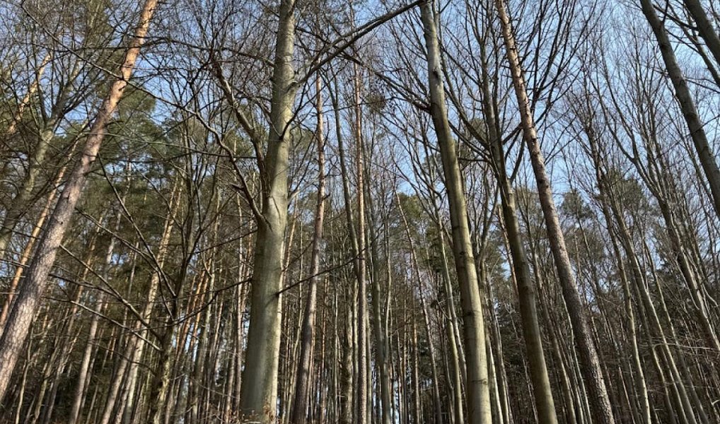 Prodej lesa 36 947 m², Bohutín – fotka 1 z 20